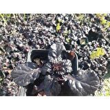 AJUGA - 10 ADET  BORDO YER ÖRTÜCÜ BİTKİ