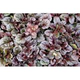 AJUGA - 10 ADET  BORDO YER ÖRTÜCÜ BİTKİ