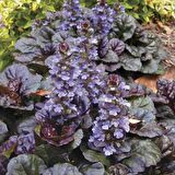 AJUGA - 10 ADET  BORDO YER ÖRTÜCÜ BİTKİ