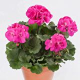 SARDUNYA 3 ADET - SAKSIDA PEMBE RENK