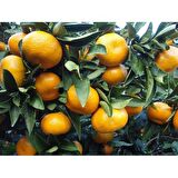 SATSUMA MANDALİNA FİDANI 2 ADET - 3 YAŞ TÜPLÜ FİDAN