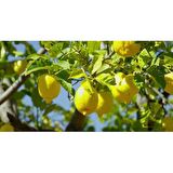 YEDİVEREN LİMON FİDANI 2 ADET - 3 YAŞ TÜPLÜ FİDAN