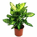 DİFENBAHYA SALON BİTKİSİ 2 ADET - HEDİYELİK - Dieffenbachia Compacta
