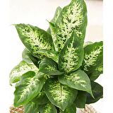 DİFENBAHYA SALON BİTKİSİ 2 ADET - HEDİYELİK - Dieffenbachia Compacta