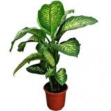 DİFENBAHYA SALON BİTKİSİ 5 ADET - HEDİYELİK - Dieffenbachia Compacta