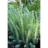 SEDUM REFLEXUM 90 ADET - TERARYUM İÇİN SUKULENT BİTKİ