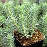 SEDUM REFLEXUM 90 ADET - TERARYUM İÇİN SUKULENT BİTKİ