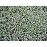 SEDUM REFLEXUM 90 ADET - TERARYUM İÇİN SUKULENT BİTKİ