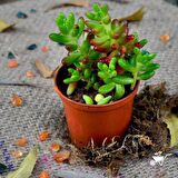 SEDUM RUBROTINCTUM 45 ADET - TERARYUM İÇİN SUKULENT YER ÖRTÜCÜ BİTKİ