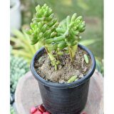 SEDUM RUBROTINCTUM 90 ADET - TERARYUM İÇİN SUKULENT YER ÖRTÜCÜ BİTKİ