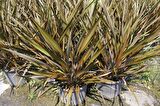 PHORMIUM TENAX - TROPİK SAZ BİTKİSİ - Bordo Renkli