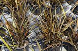 PHORMIUM TENAX - TROPİK SAZ BİTKİSİ - Bordo Renkli