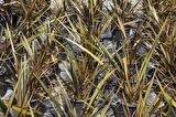 PHORMIUM TENAX - TROPİK SAZ BİTKİSİ - Bordo Renkli