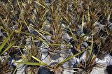 PHORMIUM TENAX - TROPİK SAZ BİTKİSİ - Bordo Renkli