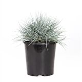 MAVİ SÜS ÇİMİ 30 ADET - FESTUCA OVİNA