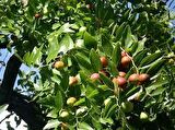 HÜNNAP FİDANI 150 cm 4 YAŞINDA ÇOK DALLI