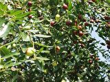 HÜNNAP FİDANI 150 cm 4 YAŞINDA ÇOK DALLI