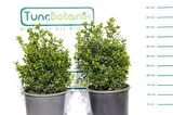 ŞİMŞİR ROTUNDİFOLİA 3 ADET PAKET - 4 MEVSİM YEŞİL ÇİT BİTKİSİ
