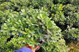 PİTOSPORUM 3 ADET PAKET - YER ÖRTÜCÜ DIŞ MEKAN BİTKİSİ