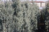 MAVİ SERVİ  5 ADET - AŞILI ÇİT BİTKİSİ 1.5 Metre