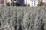 MAVİ SERVİ  5 ADET - AŞILI ÇİT BİTKİSİ 1.5 Metre