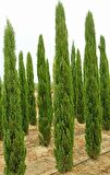 AKDENİZ SERVİSİ 100 ADET - ÇİT BİTKİSİ 40-60 cm