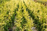 ALTUNİ LEYLANDİ GOLDRİDER 1 ADET  -  ÇİT BİTKİSİ 100-150 cm