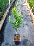 ALTUNİ LEYLANDİ 20 ADET PAKET - SARI ÇİT BİTKİSİ