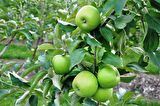 GRANNY SMITH ELMA FİDANI 1 ADET - Aşılı ve Tüplü