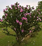 GÜL HATMİ FİDANI 50-70 cm