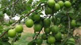 PAPAZ ERİK FİDANI 10 ADET