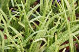 ALOE VERA BİTKİSİ 3 ADET