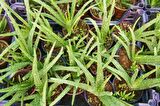 ALOE VERA BİTKİSİ 3 ADET