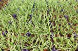 ALOE VERA BİTKİSİ 10 ADET