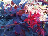 LOROPETALUM - PEMBE RÜYA ÇİÇEĞİ 10 ADET