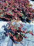 LOROPETALUM - PEMBE RÜYA ÇİÇEĞİ 10 ADET