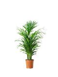 AREKA PALMİYESİ - HEDİYELİK SALON BİTKİSİ