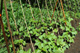 BAMBU BİTKİ DESTEK ÇUBUĞU 150 CM 50 ADET
