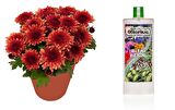 TROPİKAL BİTKİ BESİNİ 6 ADET - GENEL KULLANIM 1000 ML