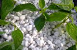 ORGANİK BİTKİ PERLİTİ 20 LİTRE