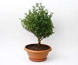BONSAİ ŞİMŞİR FİDANI 5 ADET - HEDİYELİK EV OFİS BİTKİSİ