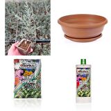 BONSAİ MAVİ SERVİ SETİ (FİDAN+BONSAİ SAKSI+TOPRAK +BİTKİ BESİNİ)