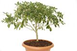 BONSAİ YILDIZ ÇALISI PİTOSPORUM - HEDİYELİK EV OFİS BİTKİSİ