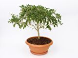 BONSAİ YILDIZ ÇALISI PİTOSPORUM - HEDİYELİK EV OFİS BİTKİSİ