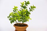 BONSAİ EUONYMUS JAPONİCA AUREA 2 ADET - HEDİYELİK EV OFİS BİTKİSİ
