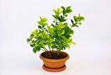 BONSAİ EUONYMUS JAPONİCA AUREA 2 ADET - HEDİYELİK EV OFİS BİTKİSİ