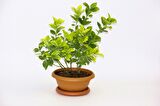 BONSAİ EUONYMUS JAPONİCA AUREA 3 ADET - HEDİYELİK EV OFİS BİTKİSİ