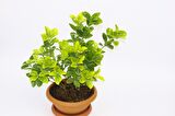 BONSAİ EUONYMUS JAPONİCA AUREA 5 ADET - HEDİYELİK EV OFİS BİTKİSİ