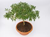 BONSAİ YILDIZ ÇALISI PİTOSPORUM 5 ADET - HEDİYELİK EV OFİS BİTKİSİ