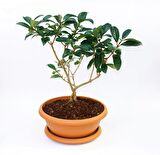 BONSAİ KARTOPU LUCİDUM FİDANI 2 ADET
